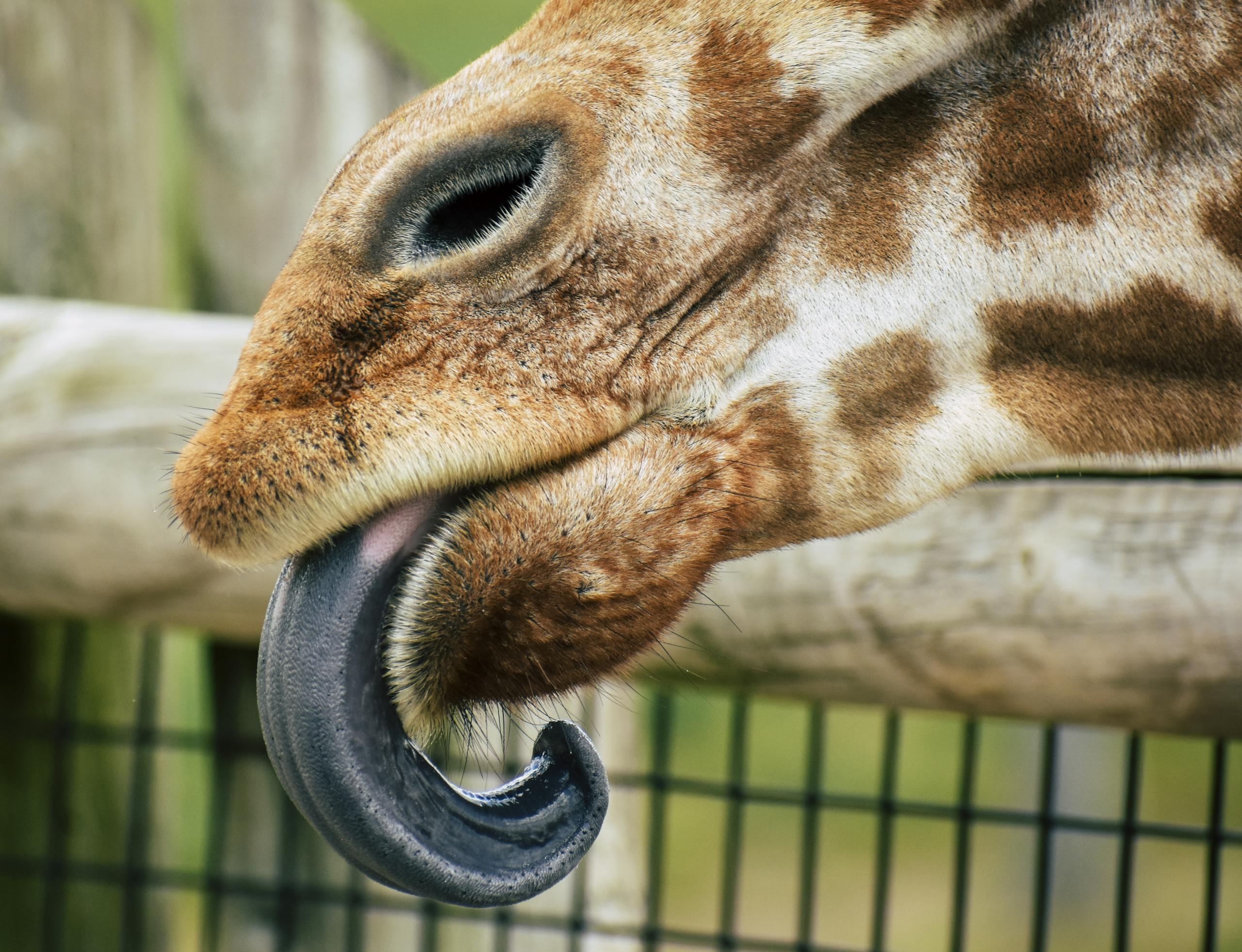 Detailed close-up of a giraffe's face, tongue sticking out in a playful gesture at the zoo.