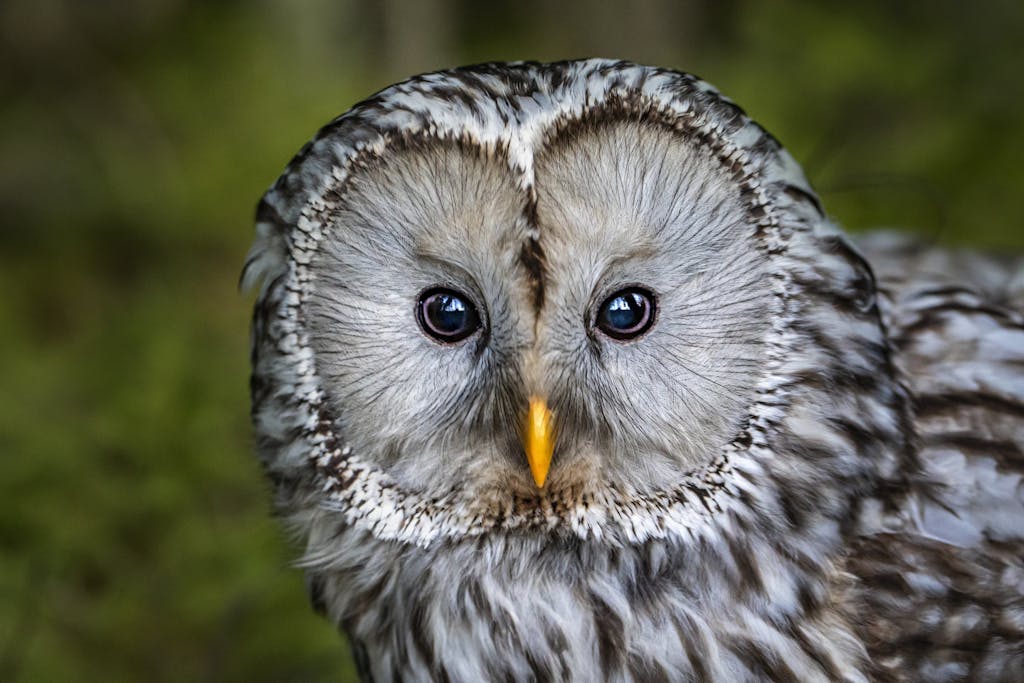 Detailed close-up of a Ural owl showcasing its unique plumage and bright eyes.